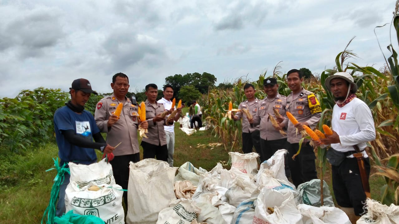 Kapolsek Pagaden Bersama Personel dan Warga Binaan Panen Jagung, Wujud Nyata Dukungan Swasembada dan Ketahanan Pangan Nasional