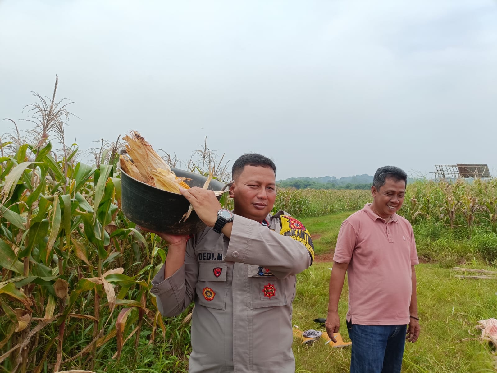 Bhabinkamtibmas Polres Subang Panen Bersama Warga, Perkuat Ketahanan Pangan dan Kedekatan dengan Masyarakat