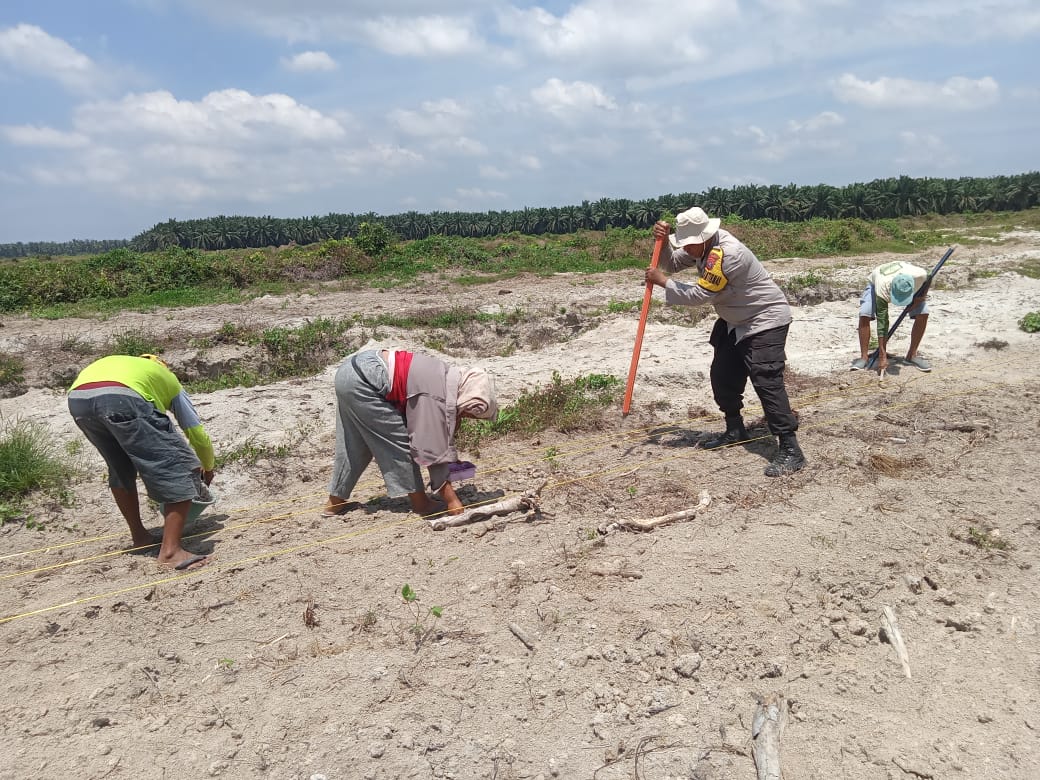Polsek Kota Kisaran Dukung Ketahanan Pangan dengan Penanaman Jagung Lanjutan Desa Rawang Baru