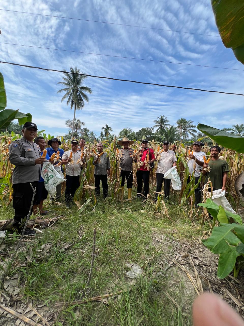 Kapolsek Air Joman Gelar Panen Jagung Bersama Forkopimcam Silau Laut, Wujud Dukungan Ketahanan Pangan di Asahan