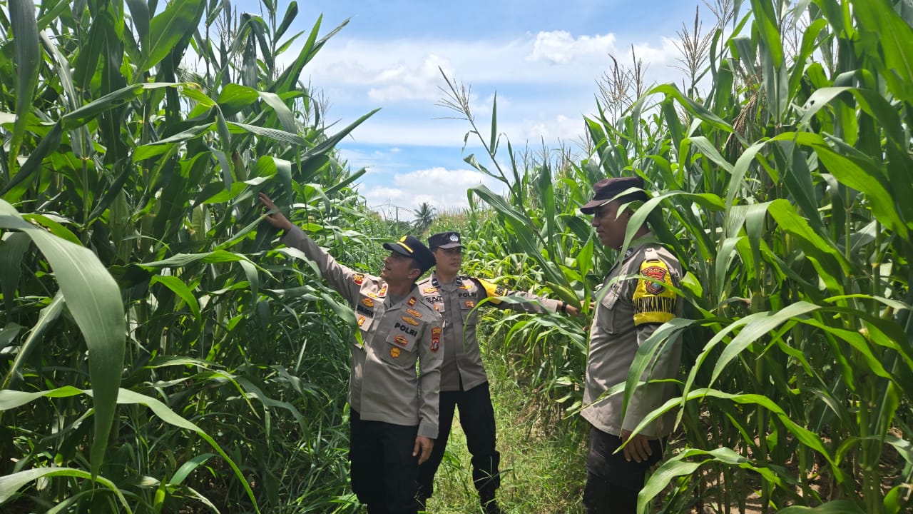 KAPOLSEK KOTA KISARAN CEK TANAMAN JAGUNG DI LAHAN POLRI DUKUNG PROGRAM KETAHANAN PANGAN