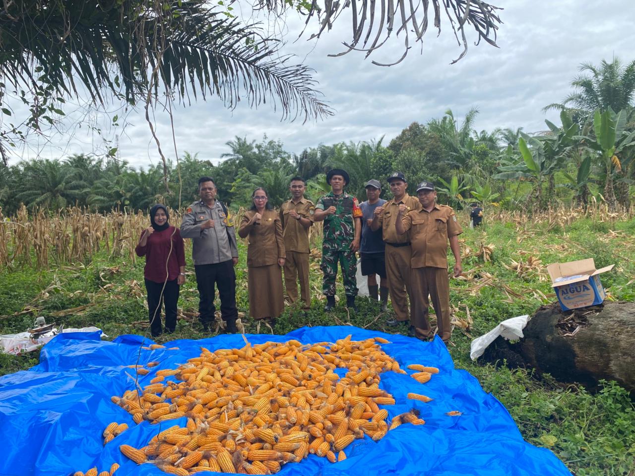 Bhabinkamtibmas Polsek Pulau Raja Bersama Pemerintah Desa Laksanakan Panen Jagung Dukung Swasembada Pangan Tahun 2025