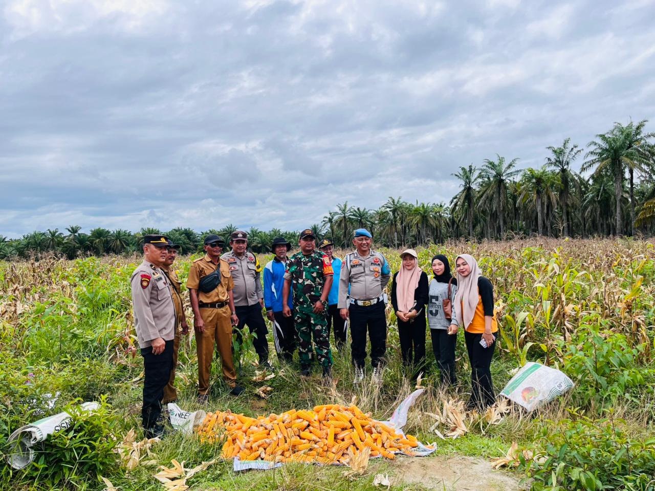 Bhabinkamtibmas Polsek Pulau Raja Bersama Pemerintah Desa Laksanakan Panen Jagung Dukung Swasembada Pangan 2025